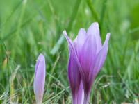 Pink Herbstzeitlosen Knospe neben großer Blüte